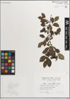 Foto von Salix myrsinifolia Salisb.
